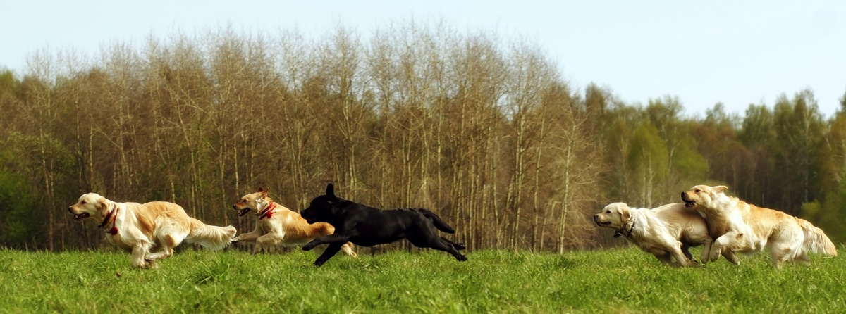 Welcher Hund passt zu mir