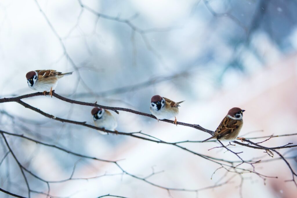 Wildvögel im Winter als Tiere im Garten