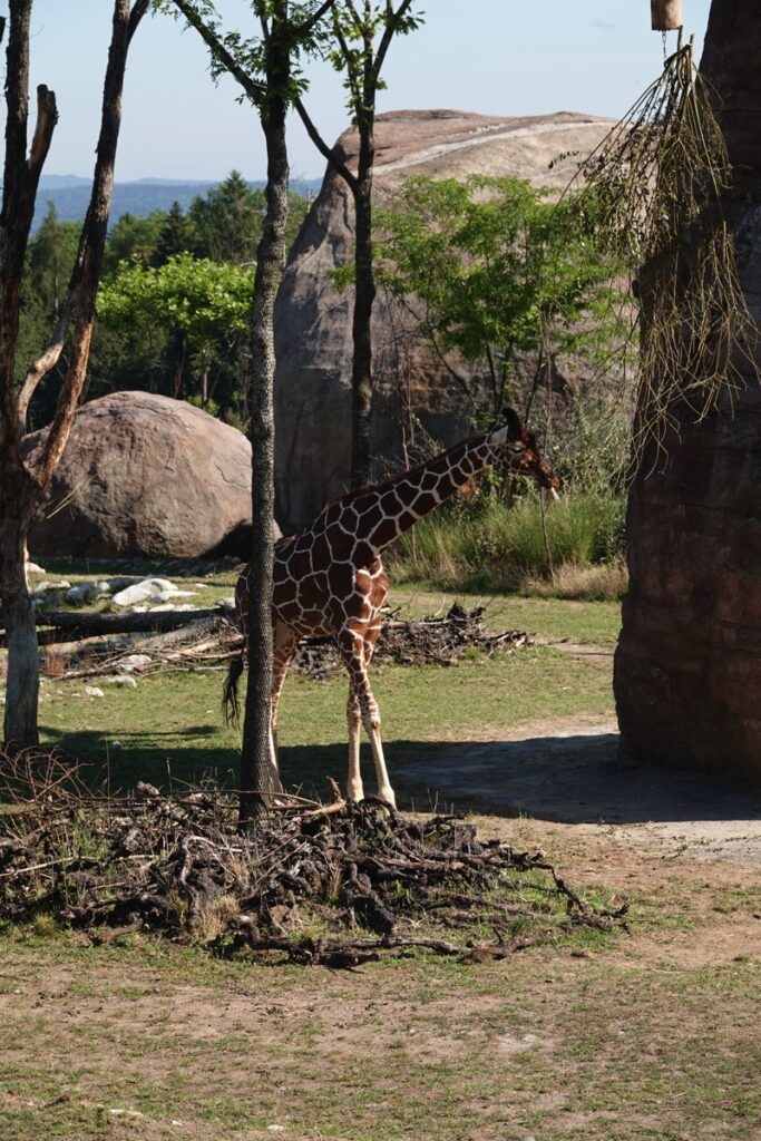 Giraffe