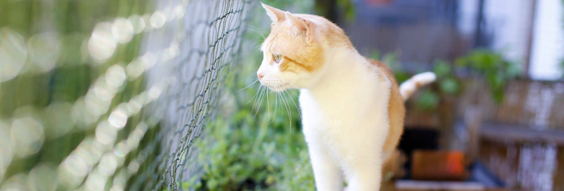 Cat Nets Cat Protection / Cat Safety Cats Shop Zoo Roco