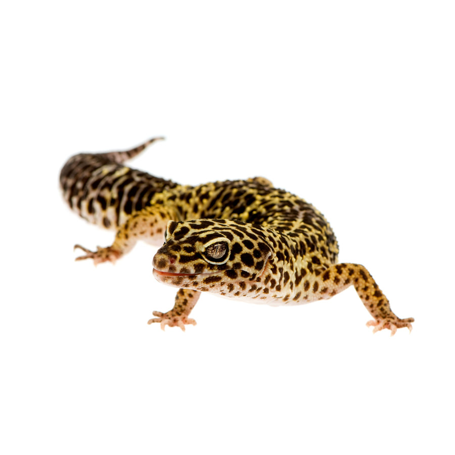 Leopard gecko | Zoo Roco