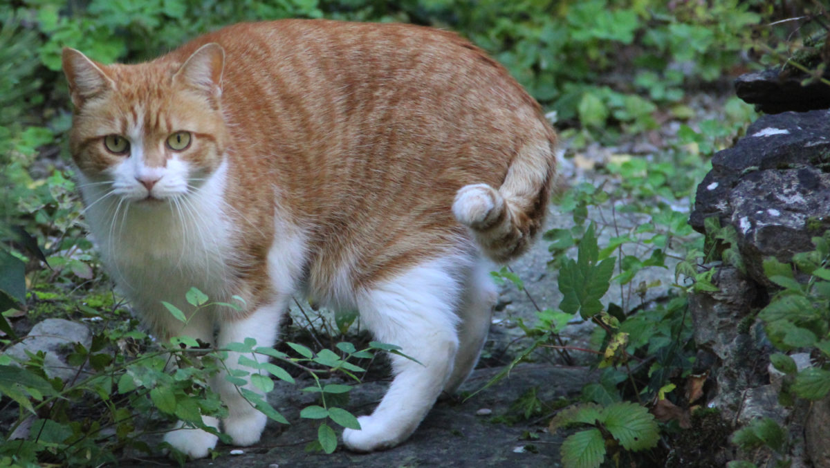 Meine Katze markiert im Haus