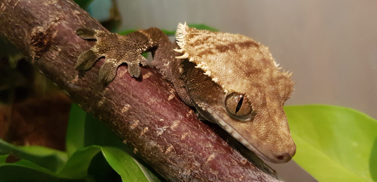 Brauchen auch nachtaktive Terrarientiere UV-Strahlung?