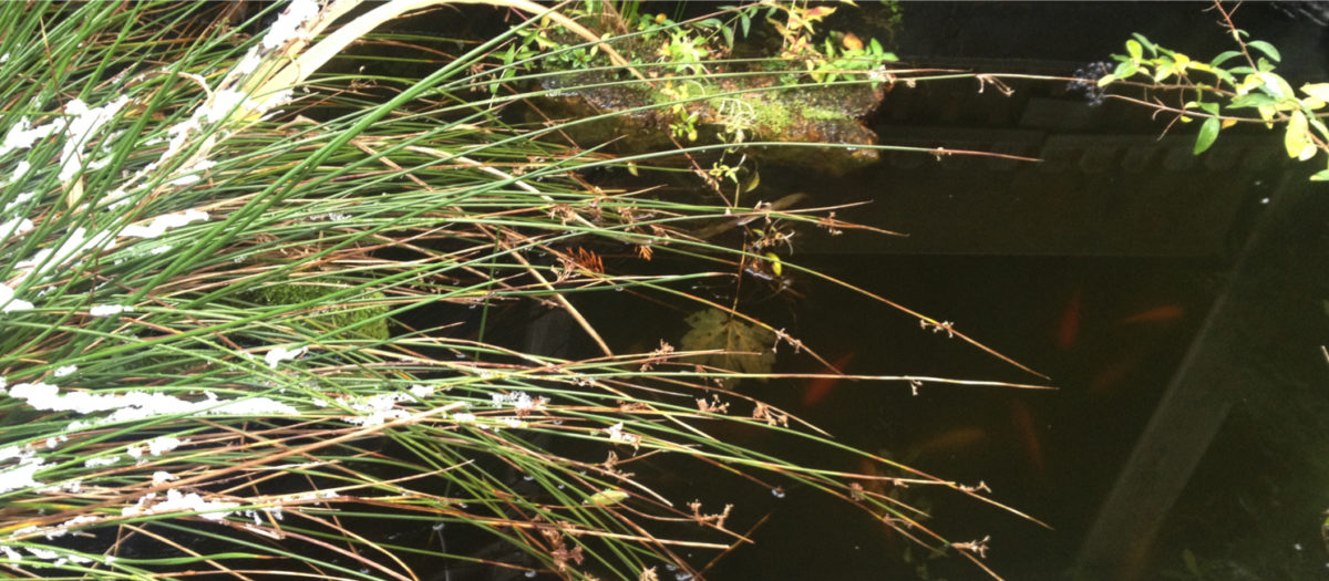 Teichfische im Gartenteich im Winter