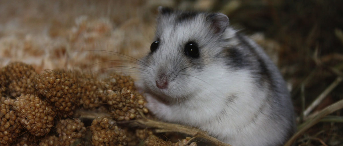 Hamsterrad – ja oder nein?