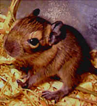 Degu