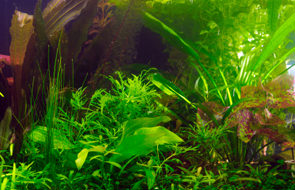 Aquarium plants