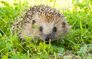 Garden animal shop