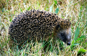 Igel